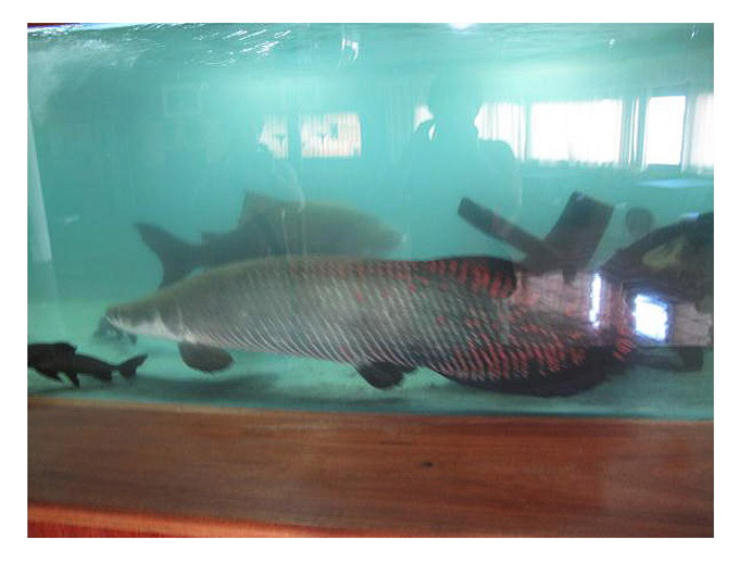 거대 담수어 피라꾸루