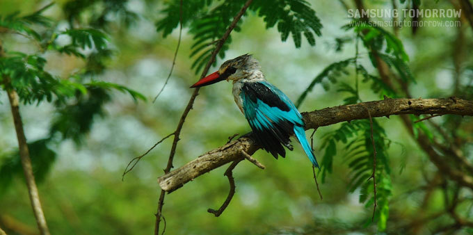 나뭇가지에 앉은 파란새