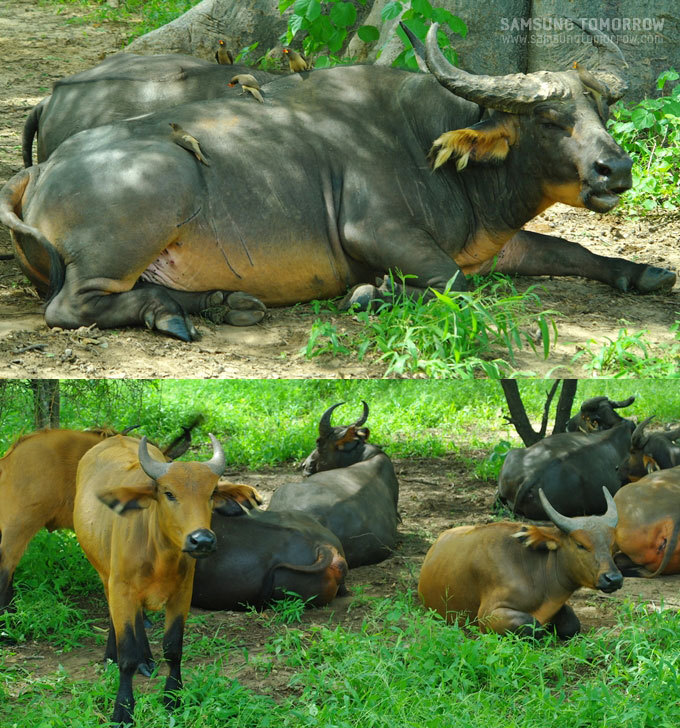 휴식을 취하는 버팔로들
