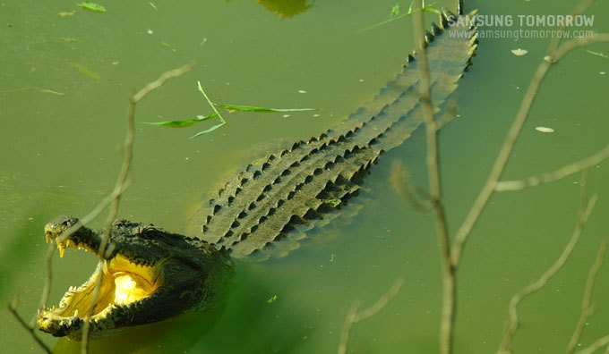 물속에서 입을 벌리고 있는 악어