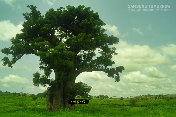 바오밥 나무