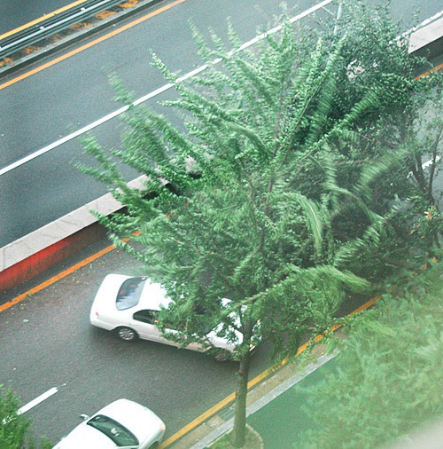 가로수에 깔린 자동차