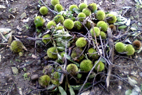 떨어진 밤송이들