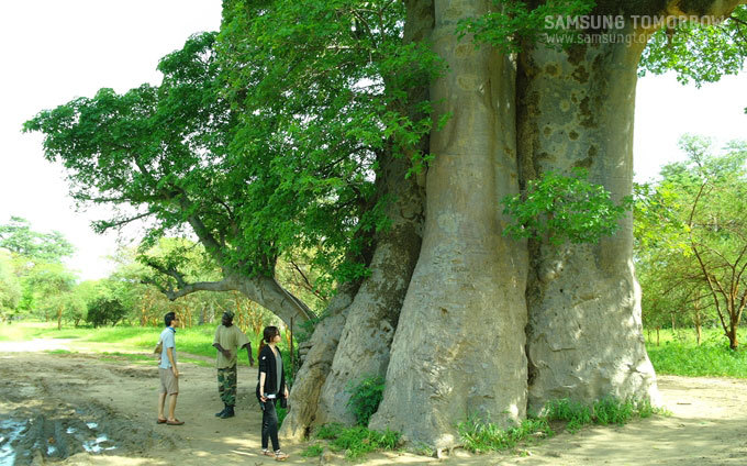 바오밥 나무밑에 있는 사람들