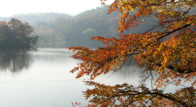 호수와 산 속의 단풍나무