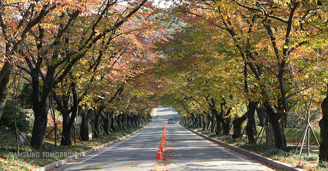 도로 양옆의 가로수나무