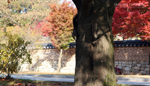 나무를 타고 내려오는 청설모