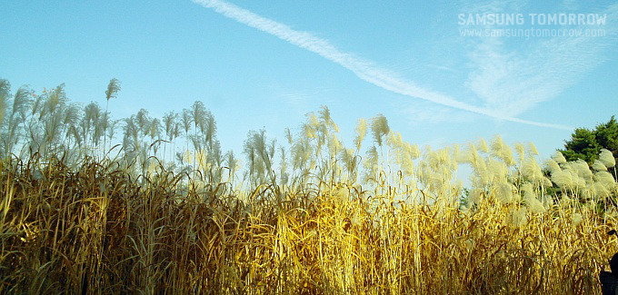 일자 구름이 뜬 하늘