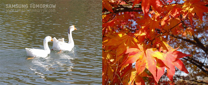 오리 한쌍, 단풍잎