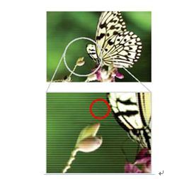 선명한 화질의 나비, 선명하지 못한 화질의 나비