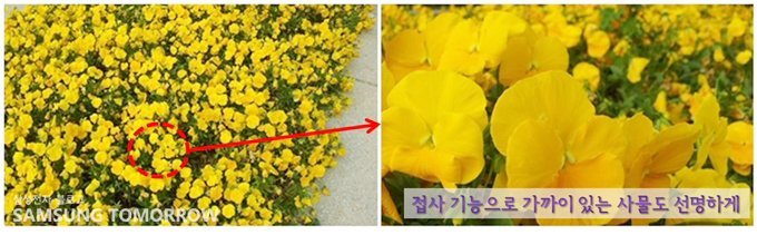 접사기능으로 가까이 있는 사물도 선명하게