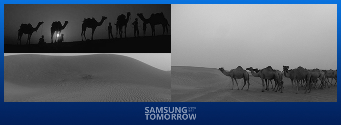 낙타는 배신자? - 낙타의 마음 읽기