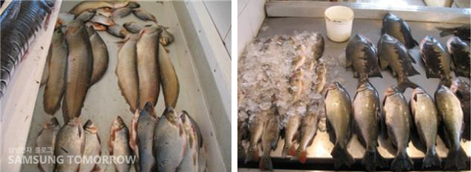 어시장에서 팔리고 있는 열대어