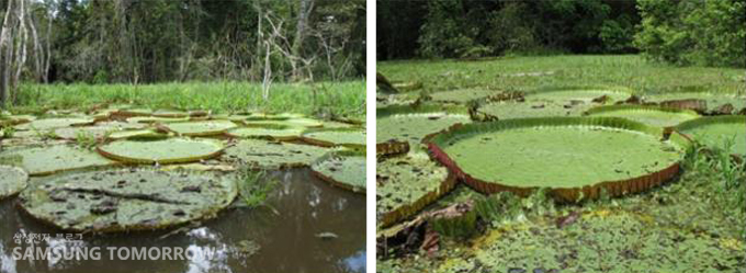 아마존 강에 뜬 식물