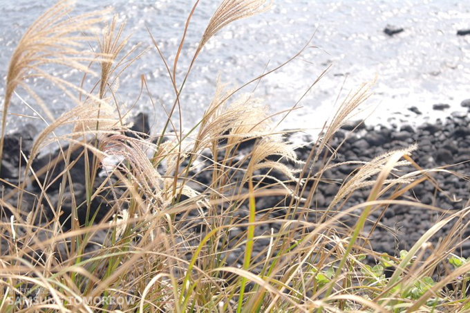 섭지코지의 갈대