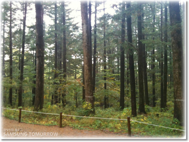 등산로옆의 나무들