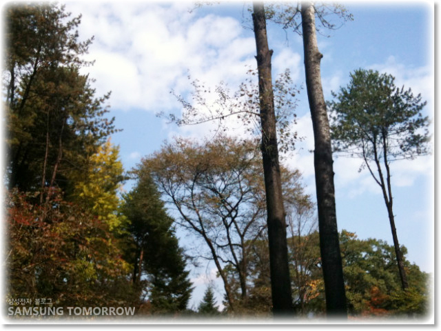 하늘로 뻗은 나무들