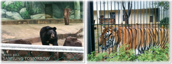 반달가슴곰, 호랑이