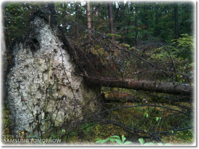 곤파스에 뿌리가 뽑힌 나무