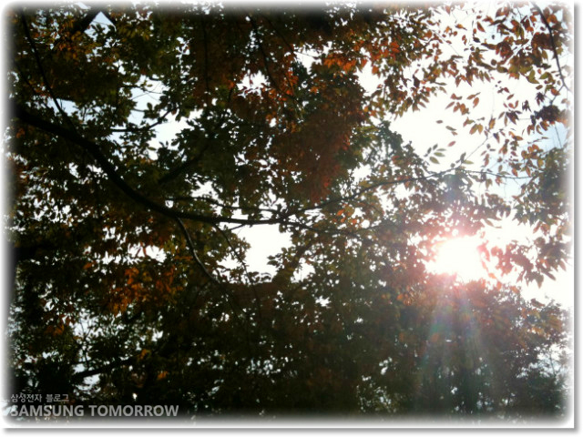 단풍나무 사이로 비치는 햇빛