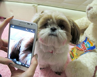 사진찍고 있는 강아지