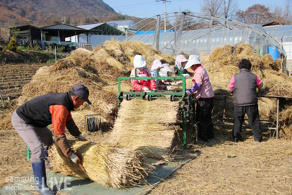 볏짚을 나르는 사람들