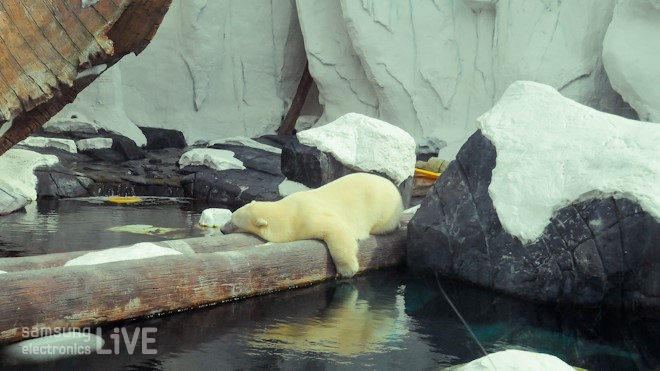 누워있는 북극곰