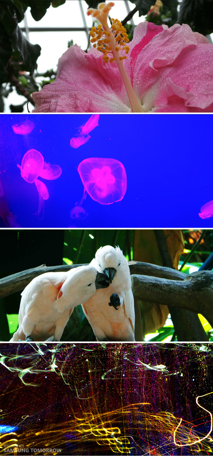 꽃, 해파리, 앵무새, 야경