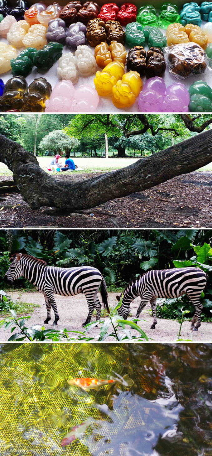 비누, 공원, 얼룩말, 금붕어