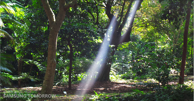 우거진 숲에 햇살이 한줄이 비추고 있다