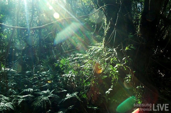 나무들 사이로 햇빛이 들어오고 있다