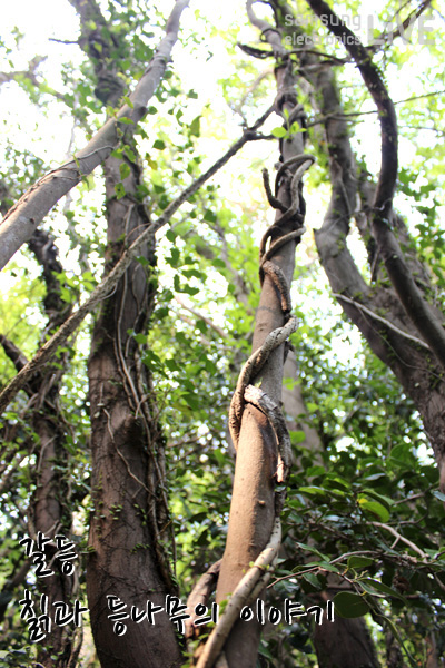 갈등 칡과 등나무의 이야기
