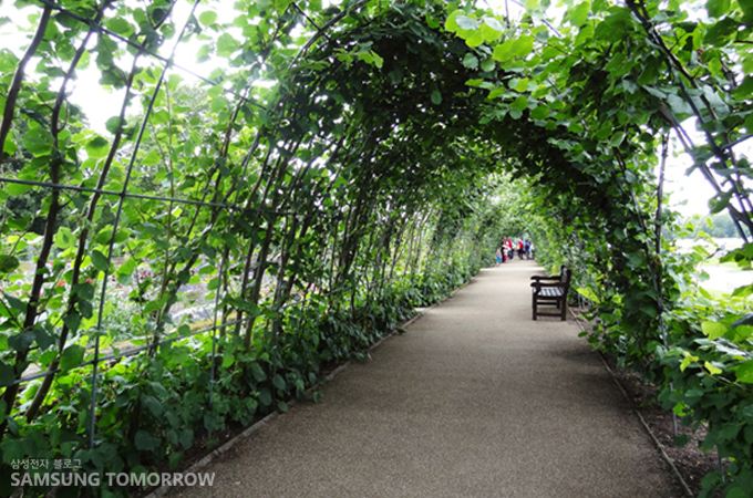 나무 넝쿨 사이의 산책로