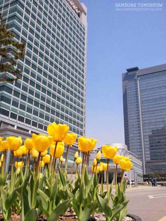 삼성전자 선물앞의 튤립
