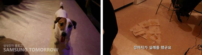 사람들을 반기는 그레고리의 강아지