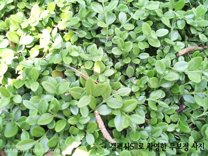 갤럭시S2로 촬영한 무보정 풀 사진