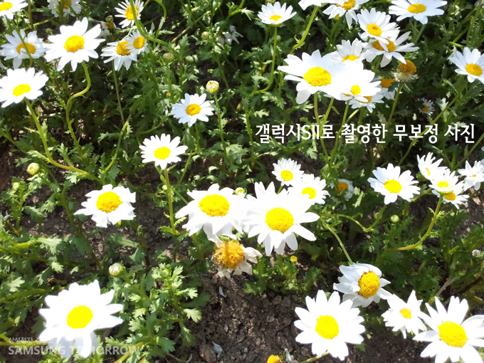 갤럭시S2로 촬영한 무보정 꽃 사진