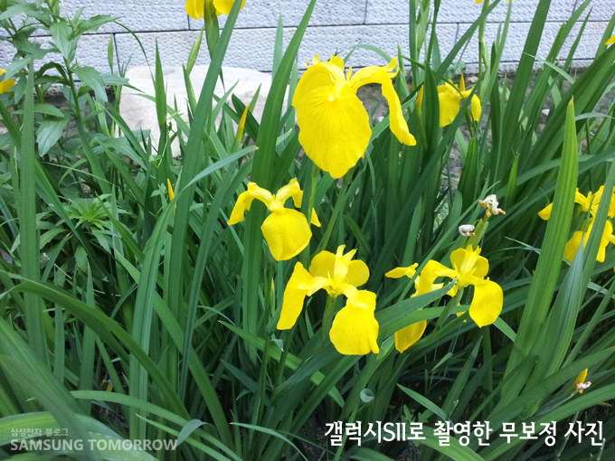 갤럭시S2로 촬영한 무보정 꽃 사진