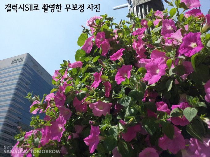 갤럭시S2로 촬영한 무보정 꽃 사진