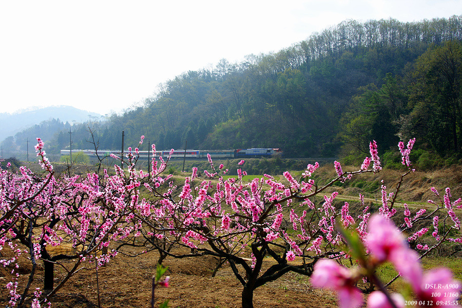 복사꽃이 핀 모습