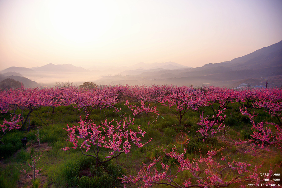 복사꽃이 핀 모습