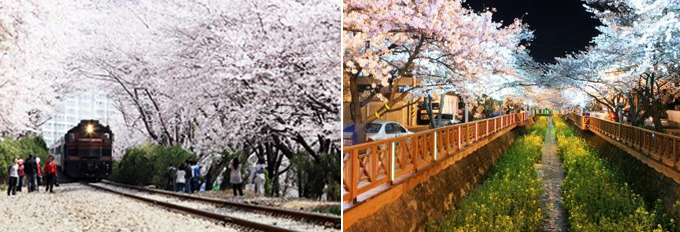 경화역 벚꽃 관광열자촤 로망스 다리