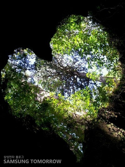 나오야 씨가 트위터에 투고한 하트 모양의 그루터기 사진