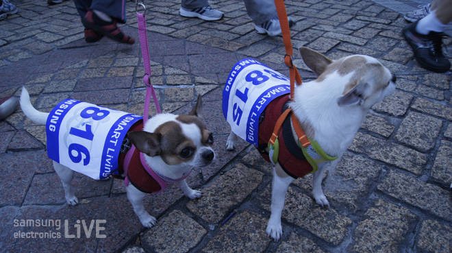 마라톤에 참가한 강아지들