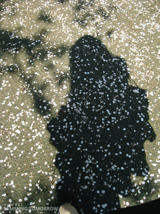 길에 떨어진 벚꽃잎과 스토리텔러의 그림자