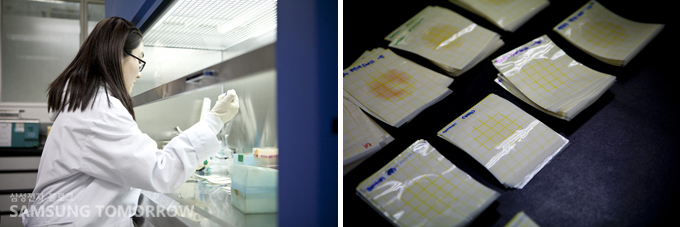 젖산규을 배양하는 미생물 실험