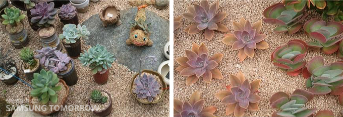 갤럭시S로 찍은 다육 식물 사진