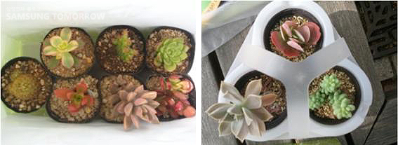 종이Bag과 간이 트레이에 담겨 우리집에 갈 다육이들 한 컷