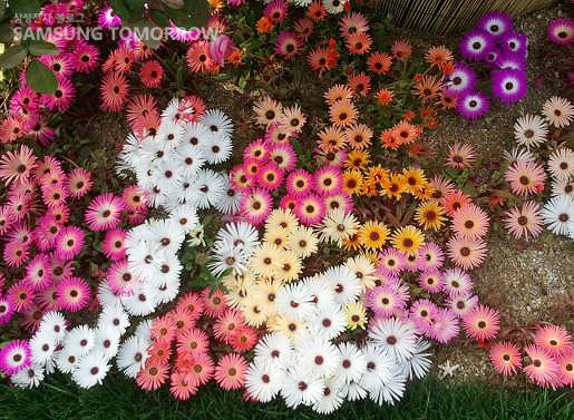 갤럭시S로 찍은 고양시 꽃 박람회 사진 중 하나