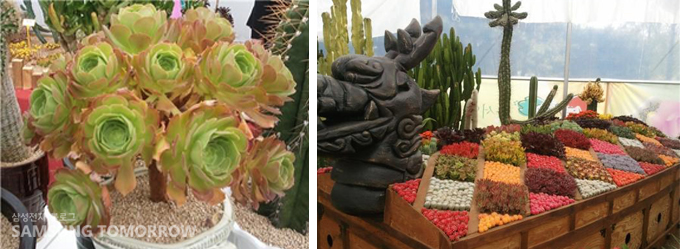 갤럭시S로 찍은 다육 식물 사진과 다육 식물로 거북선을 수 놓듯이 만들어 전시된 모습